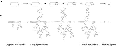 Structural, Metabolic and Evolutionary Comparison of Bacterial Endospore and Exospore Formation